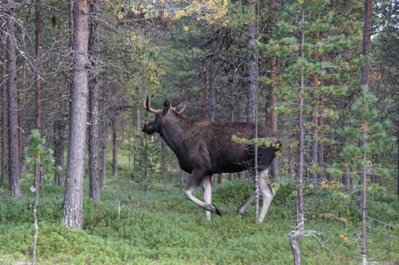 Moekki - The White Blue Wilderness Lodge Инари Экстерьер фото